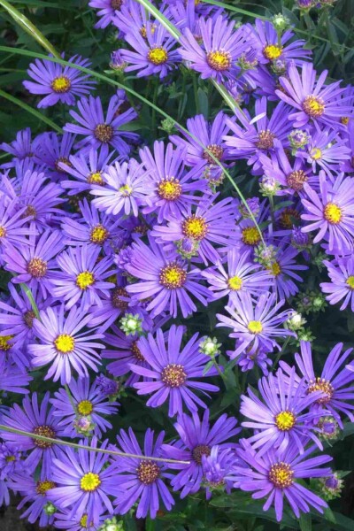 Herfstaster Aster amellus 'Rudolf Goethe' 5-10 pot P9 Aster amellus 'Rudolf Goethe'