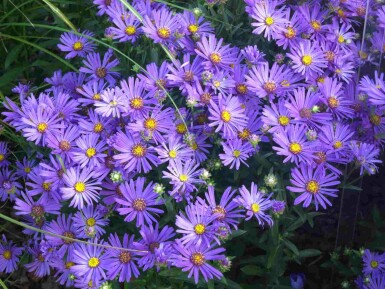 Herfstaster Aster amellus 'Rudolf Goethe' 5-10 pot P9 Aster amellus 'Rudolf Goethe'
