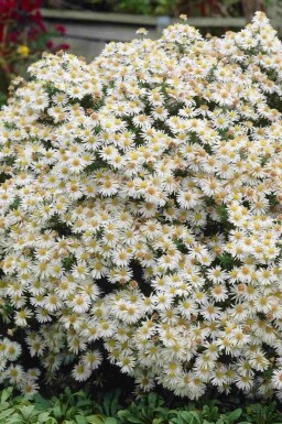 Aster dumosus 'Apollo'