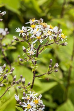 Witte herfstaster Aster divaricatus 5-10 pot P9 Aster divaricatus