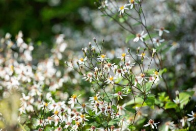 Witte herfstaster Aster divaricatus 5-10 pot P9 Aster divaricatus