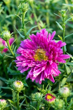 Aster dumosus 'Jenny'