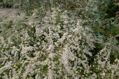 Herfstaster Aster pringlei 'Monte Cassino' 5-10 pot P9 Aster pringlei 'Monte Cassino'