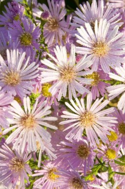 Herfstaster Aster pringlei 'Pink Star' 5-10 pot P9 Aster pringlei 'Pink Star'