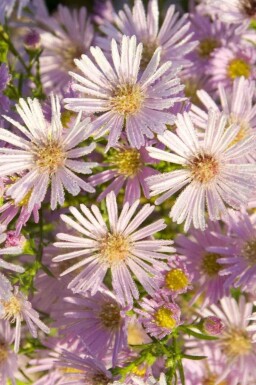 Aster pringlei 'Pink Star'