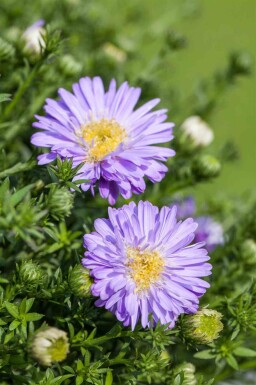 Aster dumosus 'Professor Anton Kippenberg'