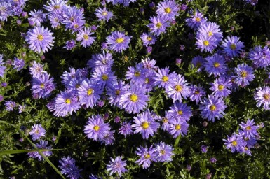 Herfstaster Aster dumosus 'Professor Anton Kippenberg' 5-10 pot P9 Aster dumosus 'Professor Anton Kippenberg'