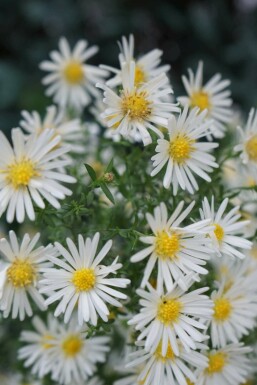 Aster dumosus 'Schneekissen'