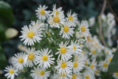 Aster dumosus 'Schneekissen'