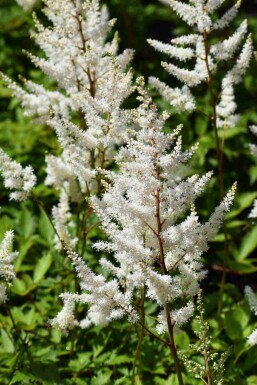 Astilbe arendsii 'Brautschleier'