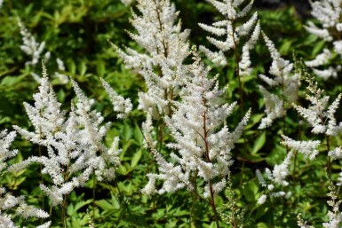 Astilbe arendsii 'Brautschleier'