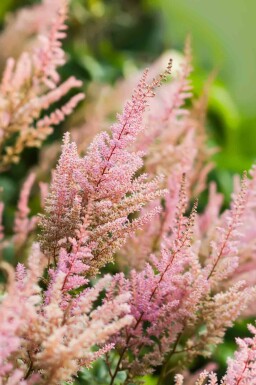 Astilbe arendsii 'Erika'