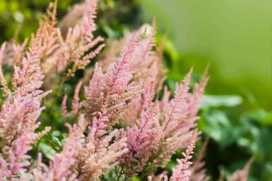Astilbe arendsii 'Erika'