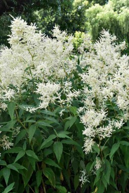 Astilbe japonica 'Deutschland'
