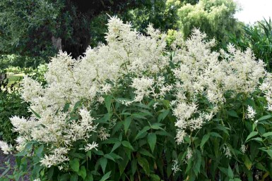 Astilbe japonica 'Deutschland'