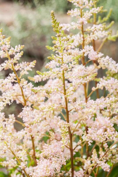 Astilbe japonica 'Peach Blossom'