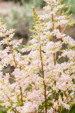 Astilbe japonica 'Peach Blossom'