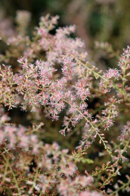 Astilbe simplicifolia 'Sprite'