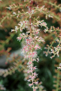 Pluimspirea Astilbe simplicifolia 'Sprite' 5-10 pot P9 Astilbe simplicifolia 'Sprite'