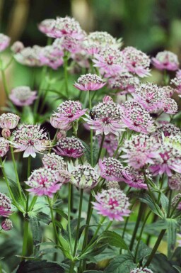 Zeeuws knoopje Astrantia major 'Buckland' 5-10 pot P9 Astrantia major 'Buckland'