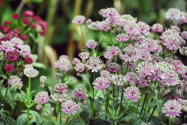 Zeeuws knoopje Astrantia major 'Buckland' 5-10 pot P9 Astrantia major 'Buckland'