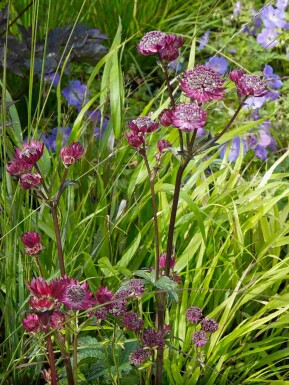 Zeeuws knoopje Astrantia major 'Claret' 5-10 pot P9 Astrantia major 'Claret'