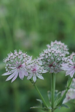 Zeeuws knoopje Astrantia major 'Florence' 5-10 pot P9 Astrantia major 'Florence'