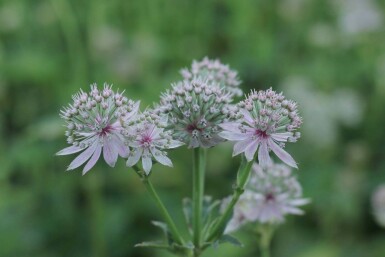 Zeeuws knoopje Astrantia major 'Florence' 5-10 pot P9 Astrantia major 'Florence'