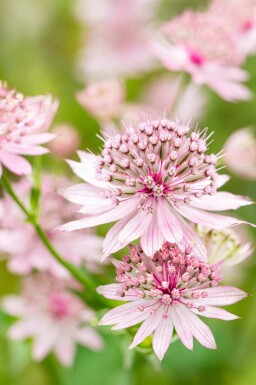Astrantia major 'Roma'