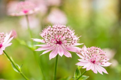Astrantia major 'Roma'