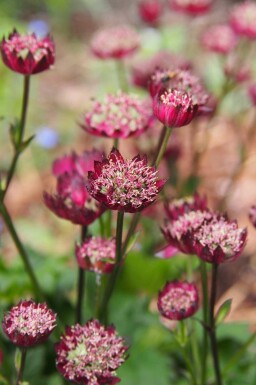 Astrantia major 'Moulin Rouge'
