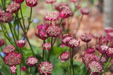Zeeuws knoopje Astrantia major 'Moulin Rouge' 5-10 pot P9 Astrantia major 'Moulin Rouge'