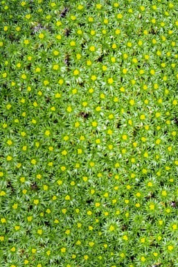 Alpenkussen Azorella trifurcata 5-10 pot P9 Azorella trifurcata