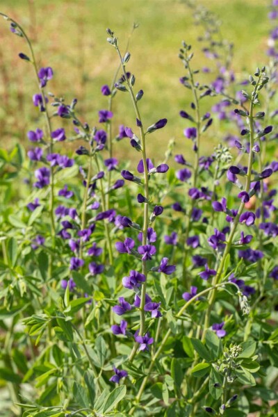Valse indigo Baptisia australis 5-10 pot P9 Baptisia australis