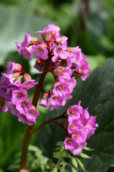 Schoenlappersplant Bergenia cordifolia 'Purpurea' 5-10 pot P9 Bergenia cordifolia 'Purpurea'