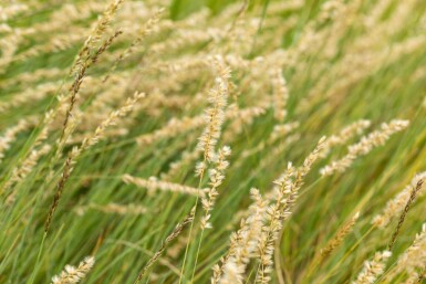Muskietengras Bouteloua gracilis 5-10 pot P9 Bouteloua gracilis