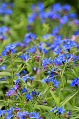 Blauwbloeiende ossetong Buglossoides purpurocaerulea 5-10 pot P9 Buglossoides purpurocaerulea