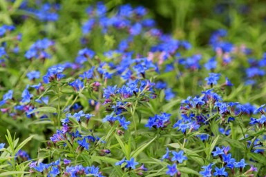 Buglossoides purpurocaerulea
