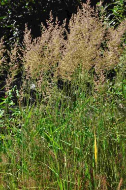 Rietgras Calamagrostis arundinacea 5-10 pot P9 Calamagrostis arundinacea