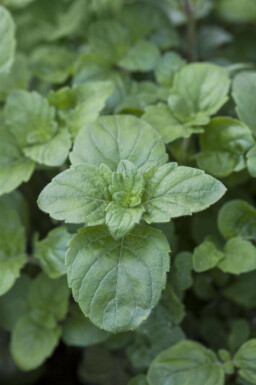 Bergsteentijm Calamintha grandiflora 5-10 pot P9 Calamintha grandiflora