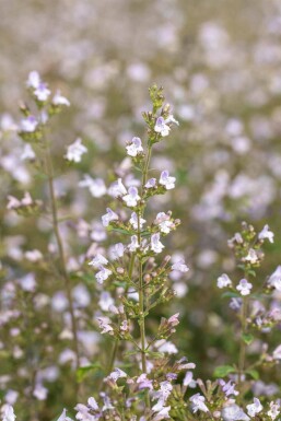 Bergsteentijm Calamintha nepeta 'Blue Cloud' 5-10 pot P9 Calamintha nepeta 'Blue Cloud'