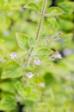 Bergsteentijm Calamintha nepeta 'Blue Cloud' 5-10 pot P9 Calamintha nepeta 'Blue Cloud'