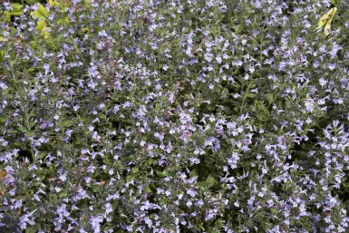 Calamintha nepeta 'Marvelette Blue'
