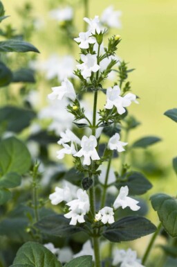 Calamintha nepeta 'White Cloud'