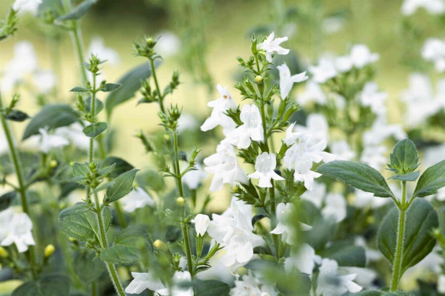 Bergsteentijm Calamintha nepeta 'White Cloud' 5-10 pot P9 Calamintha nepeta 'White Cloud'