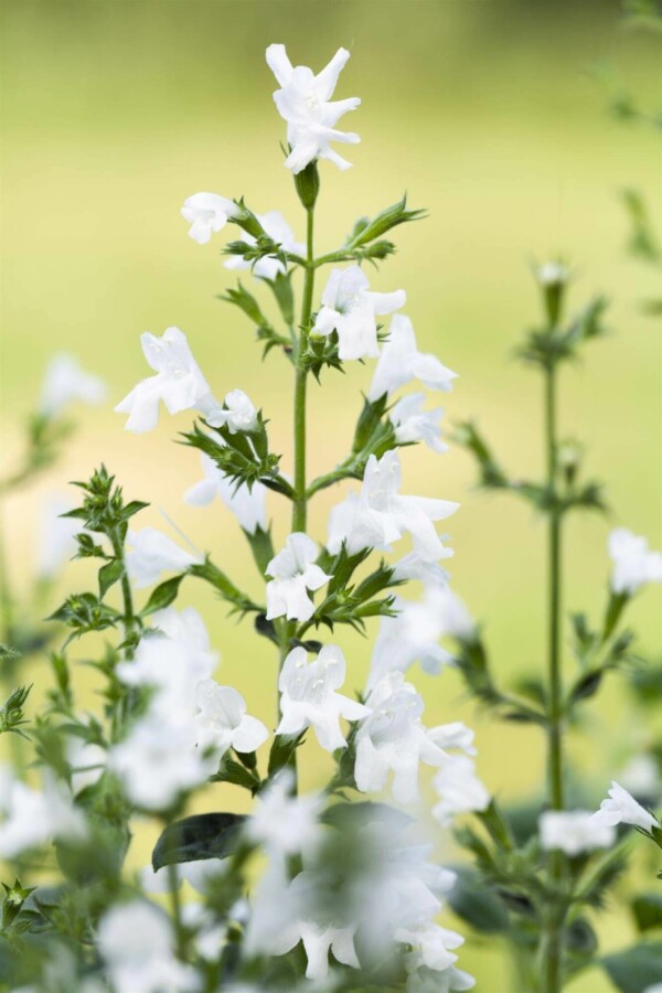 Bergsteentijm Calamintha nepeta 'White Cloud' 5-10 pot P9 Calamintha nepeta 'White Cloud'