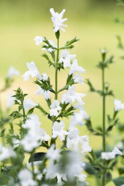 Bergsteentijm Calamintha nepeta 'White Cloud' 5-10 pot P9 Calamintha nepeta 'White Cloud'
