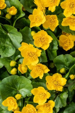 Dotterbloem Caltha palustris 5-10 pot P9 Caltha palustris