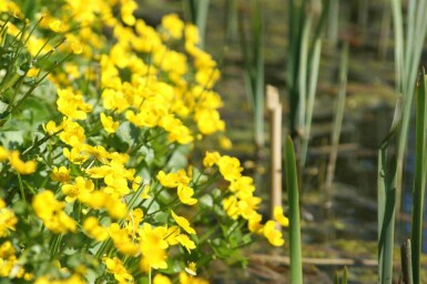 Dotterbloem Caltha palustris 5-10 pot P9 Caltha palustris