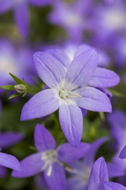 Klokjesbloem Campanula garganica 5-10 pot P9 Campanula garganica